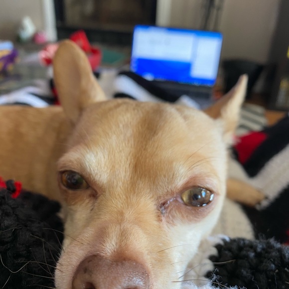 Meet your Posher, Christy - Picture 3 of 7